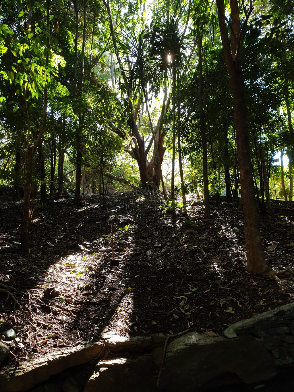 Brisbane’s tropical rainforest